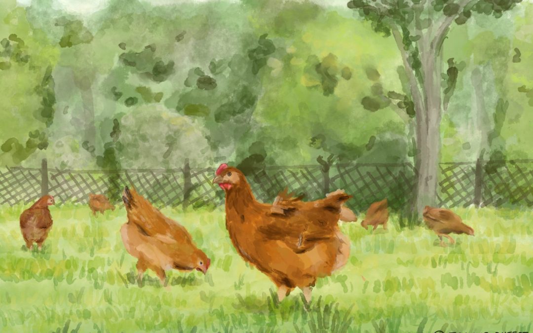 Poulet bio sous pression