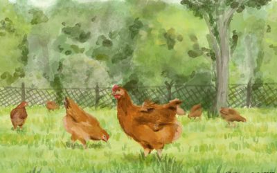 Poulet bio sous pression