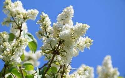 Hors saison ou dérèglement climatique ?
