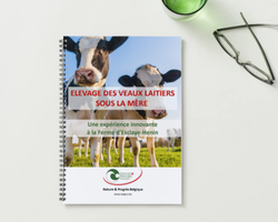 Elevage des veaux laitiers sous la mère – Une expérience innovante à la Ferme d’Esclaye-Henin