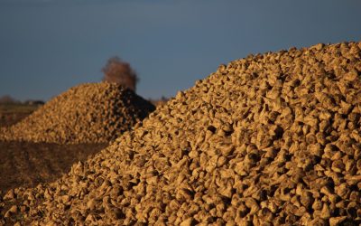Loi Duplomb : un texte au service de l’agro-industrie