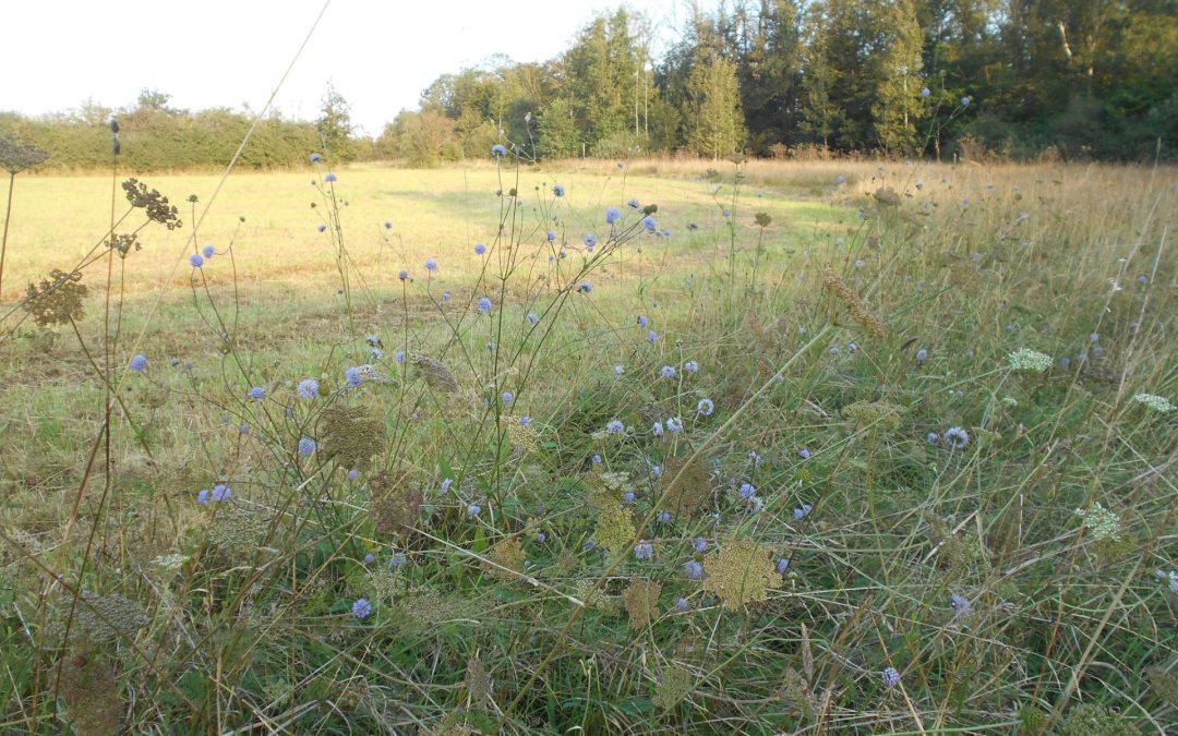 Quand élevage rime avec biodiversité
