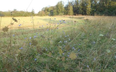Quand élevage rime avec biodiversité