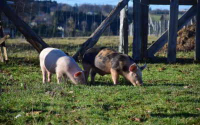 Qui défend encore notre ruralité ?