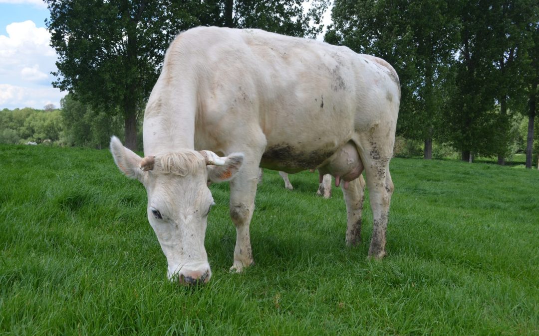 Remède climatique ou roulette ruminale ?