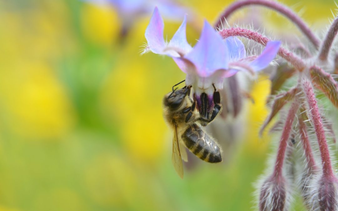 L’abeille mellifère sur Liste rouge