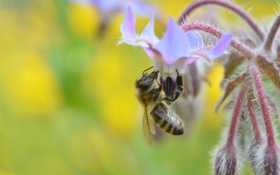 Abeilles, lapins, en danger ? (2/2)