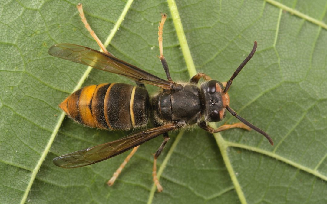 Une dynamique citoyenne face au frelon asiatique