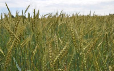 Autorisation des pesticides : vers une procédure « light » ?