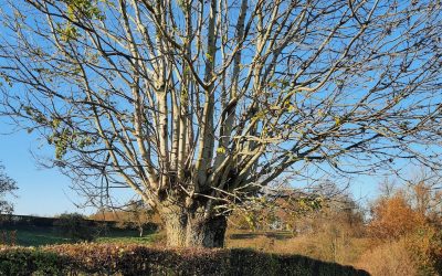 La trogne, l’arbre augmenté