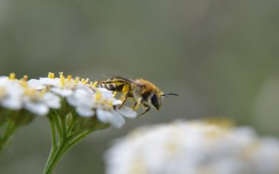 Des pesticides à ARN interférent, bientôt dans nos champs ?