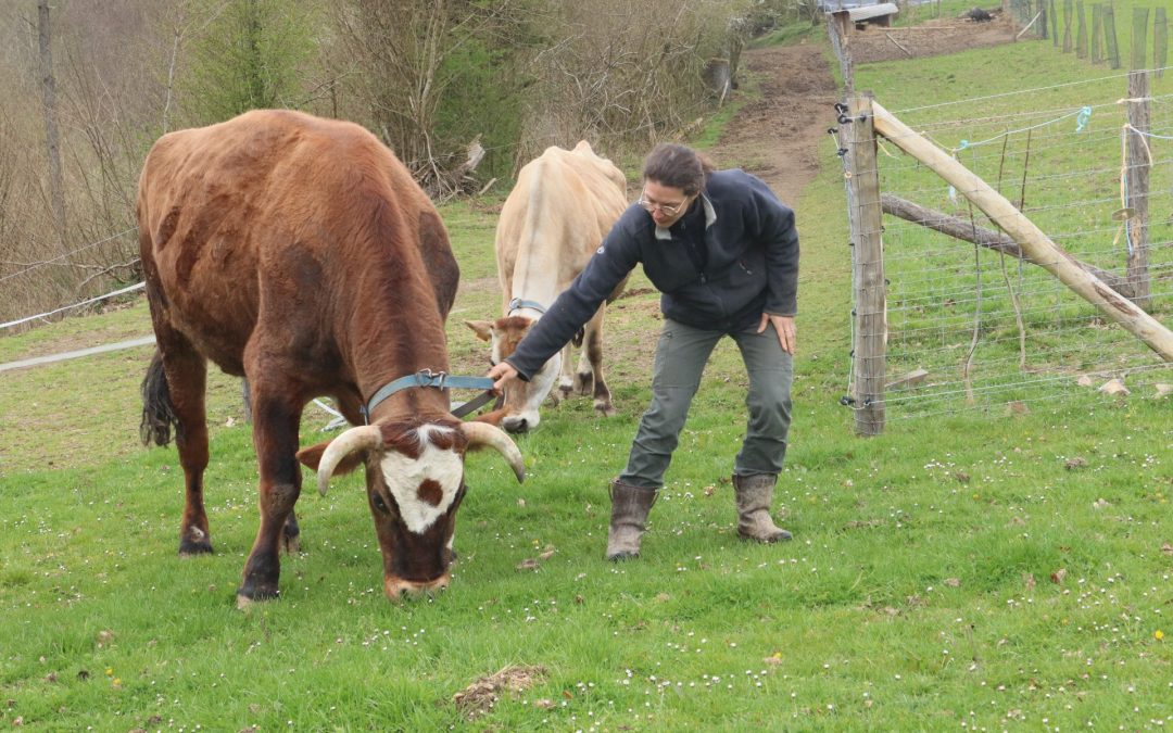 Les animaux comme partenaires