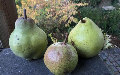 Découvrons les poires à cuire