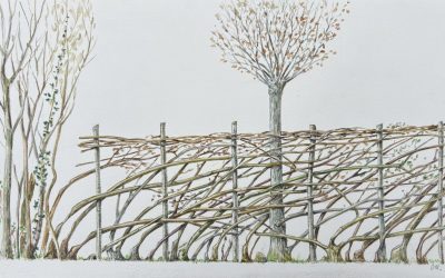 Trognes et haies plessées en pratique
