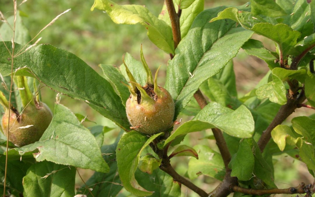 Des fruits toute l’année