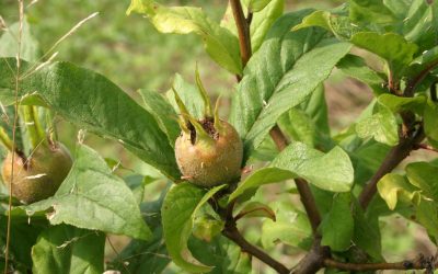 Des fruits toute l’année