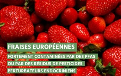 Des cocktails de résidus de pesticides toxique retrouvés dans la majorité des fraises européennes étudiées